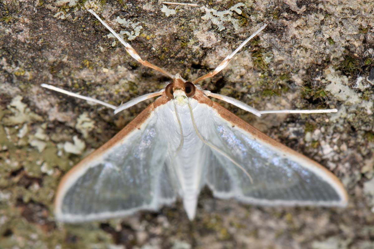 Erebidae? No, Crambidae - Palpita vitrealis